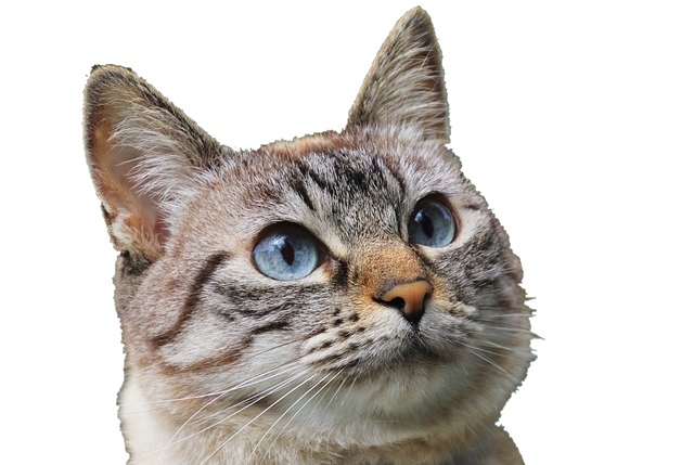 PhotoScapeXで透過した猫の画像